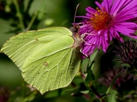 Gut versteckt - gesehen in Brunn (Foto: Erich Kraus)