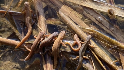 Teich- und Fadenmolche sind schwer voneinander zu unterscheiden. Im Dickicht sind sie gut getarnt. (Foto: Horst Ulsenheimer)