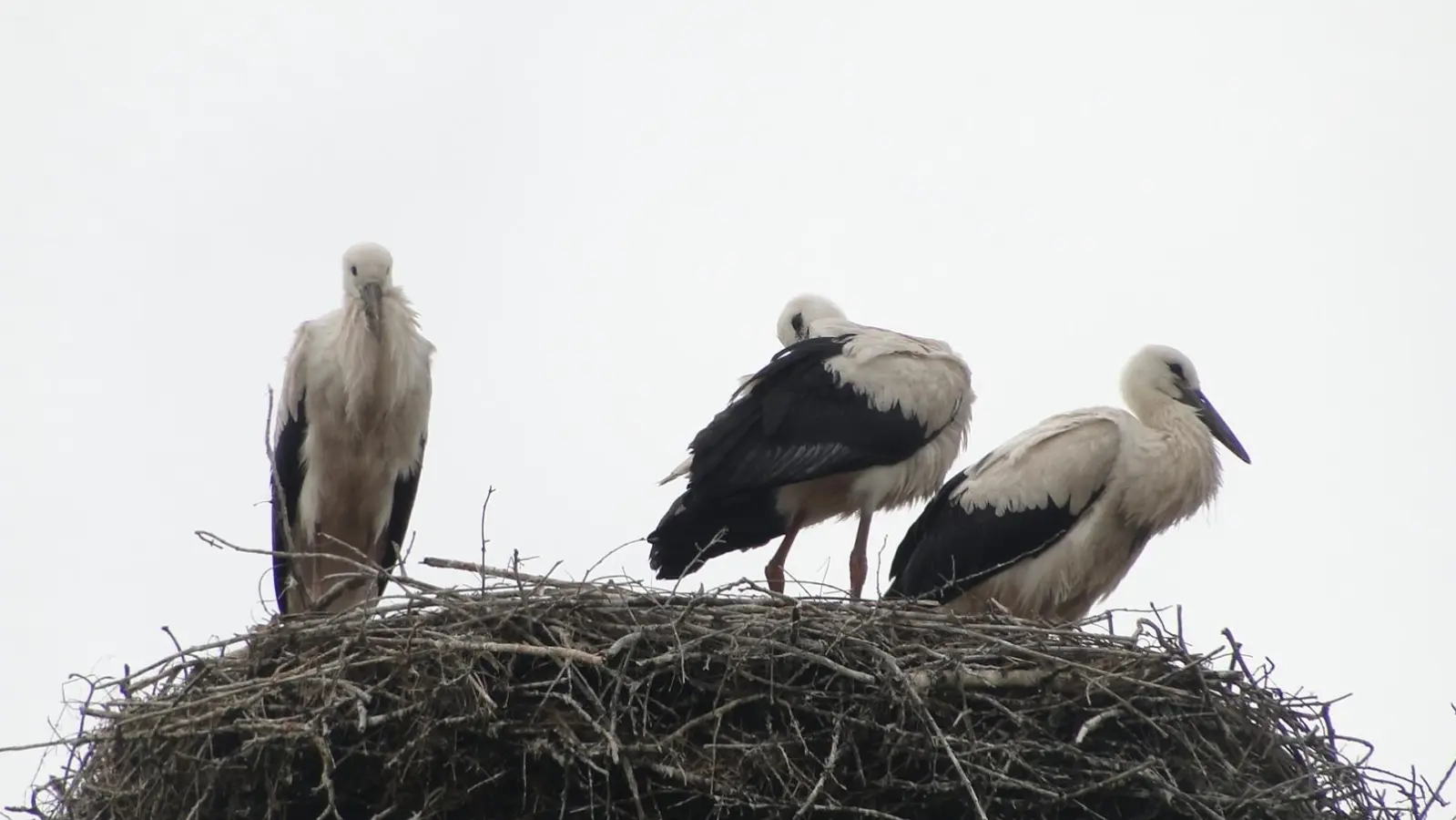 Die Jungstörche im Horst auf der Media-Markt-Reklame verbringen noch den größten Teil des Tages im Nest. Zwischendrin trainieren sie aber ihre Flügelmuskulatur. (Foto: Winfried Vennemann)