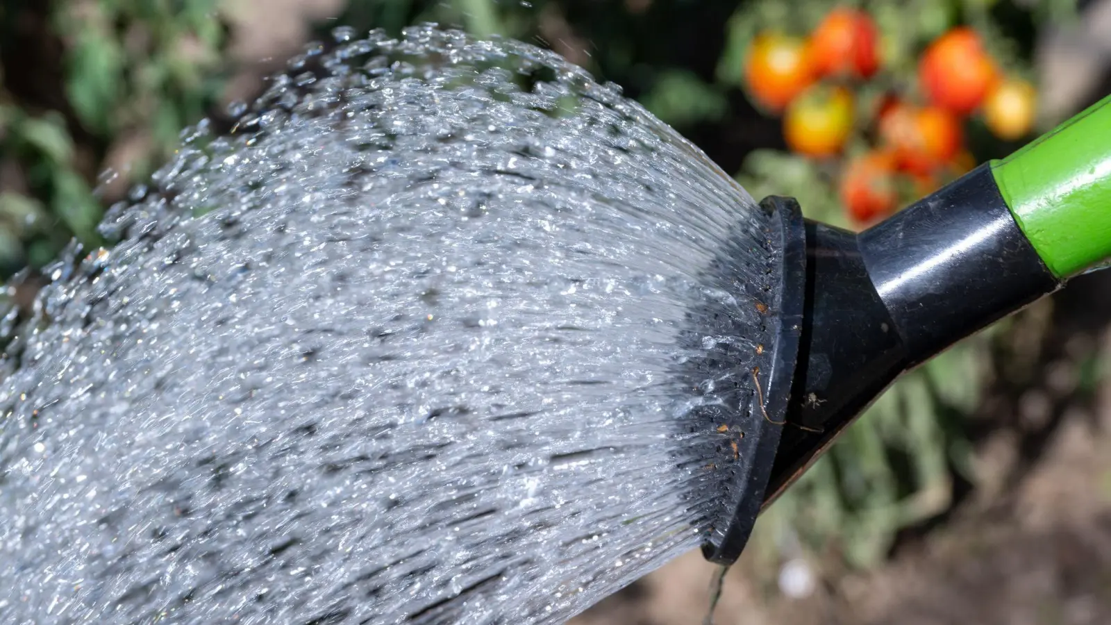 Anstatt Leben zu spenden, hat das Gießwasser in dem Gemeinschaftsgarten viele Pflanzen abgetötet. Der Grund: Glyphosat in der Regentonne.  (Symbolbild: Hendrik Schmidt/dpa)