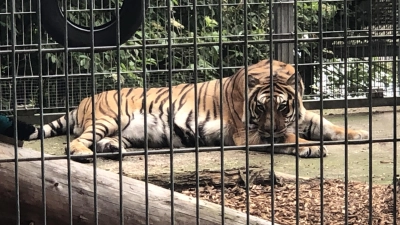 Viele Tiere aus illegaler Haltung oder aus Zirkusbetrieben finden im Raubtier- und Exotenasyl eine neue Bleibe und können hier ihren Lebensabend verbringen. (Foto: Florian Pöhlmann)