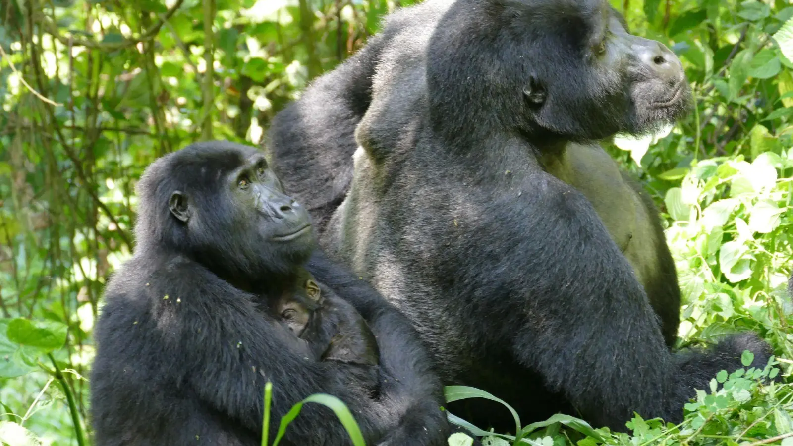 Auch Gorilla-Weibchen können – trotz des extremen Größen- und Kraftunterschieds – Konflikte für sich entscheiden.  (Foto: Martha Robbins/EurekAlert/dpa)