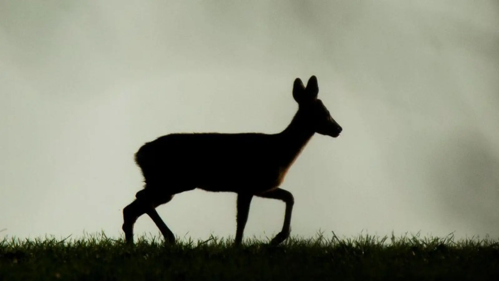 Die Rehe wurden offenbar unter anderem mit einem Pfeil getötet. (Archivbild) (Foto: Julian Stratenschulte/dpa)