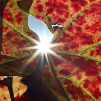 Großteils freundliche Herbsttage stehen in Bayern bevor. (Foto: Karl-Josef Hildenbrand/dpa)