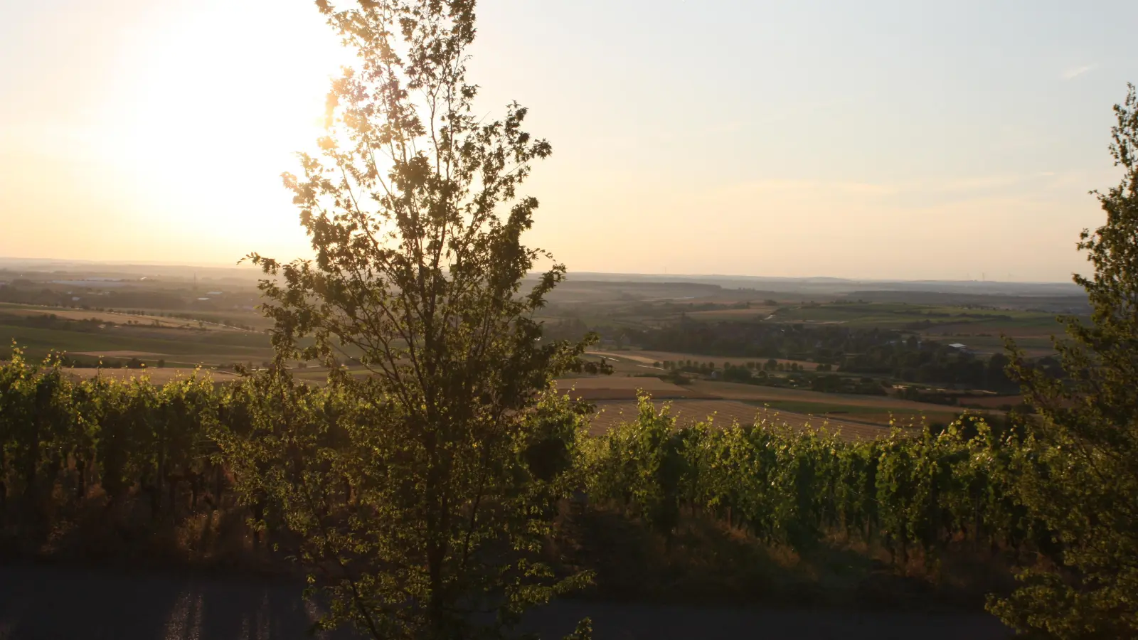 Blick über die Weinberge von der Paradiesscheune aus: Am Wochenende ist Kirchweih in Bullenheim. (Foto: Anna Beigel)