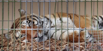 Gnadenbrot für Boris? Derzeit leben noch dieser Tiger und verschiedene kleinere Raubkatzen in der Auffangstation in Wallersdorf.  (Foto: Antonia Müller)