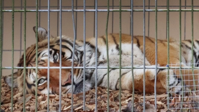 Gnadenbrot für Boris? Derzeit leben noch dieser Tiger und verschiedene kleinere Raubkatzen in der Auffangstation in Wallersdorf.  (Foto: Antonia Müller)