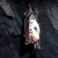 In Bayern gibt es 25 verschiedene Fledermaus-Arten, viele davon gelten als bedroht. (Symbolbild) (Foto: Pia Bayer/dpa/dpa-tmn)