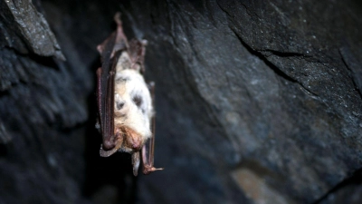 In Bayern gibt es 25 verschiedene Fledermaus-Arten, viele davon gelten als bedroht. (Symbolbild) (Foto: Pia Bayer/dpa/dpa-tmn)