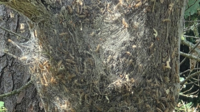 Ein mit Eichenprozessionsspinnern befallener Baum: Die Raupen den Schmetterlings können gesundheitliche Risiken darstellen und Eichen schädigen. (Foto: Florian Vogel)