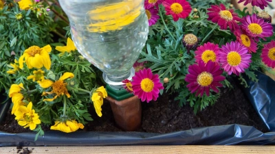 Bewässerungshilfen geben Wasser nach und nach an die Pflanzen ab und können sie während der Urlaubszeit unterstützen. (Foto: Andrea Warnecke/dpa-tmn)