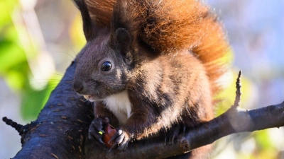 Forschende suchen Bürger zur Beobachtung von Eichhörnchen. (Foto: Bernd von Jutrczenka/dpa)