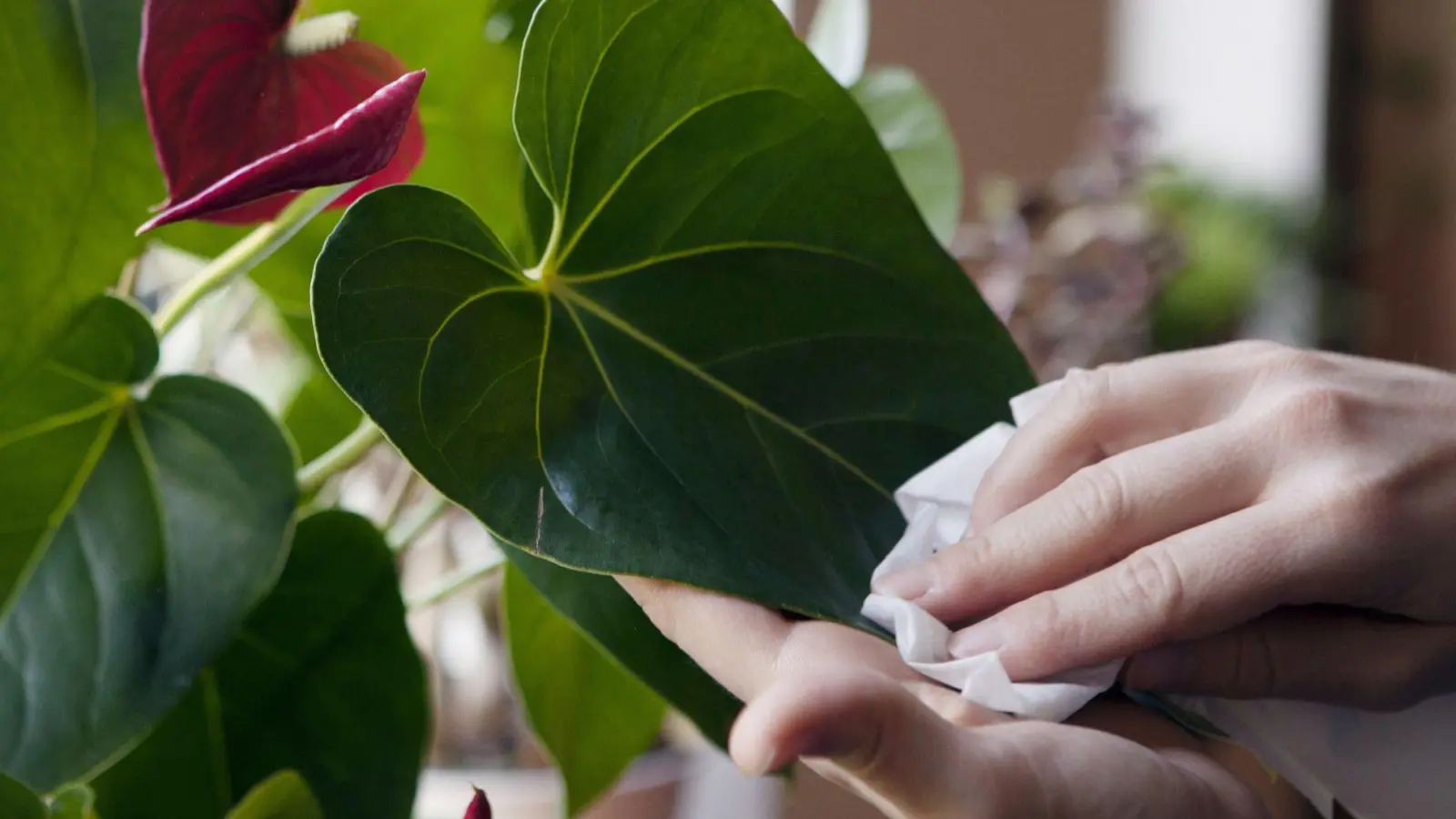 Einmal wischen, bitte: Eine Staubschicht auf den Blättern kann die Energiegewinnung einer Pflanze einschränken. (Foto: Silvia Marks/dpa-tmn)