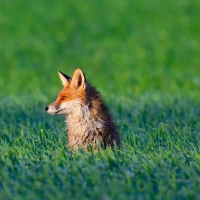 Ein Fuchs soll die Suche in Bayreuth ausgelöst haben. (Symbolbild) (Foto: Patrick Pleul/dpa)