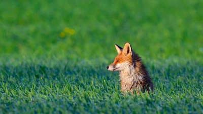 Ein Fuchs soll die Suche in Bayreuth ausgelöst haben. (Symbolbild) (Foto: Patrick Pleul/dpa)