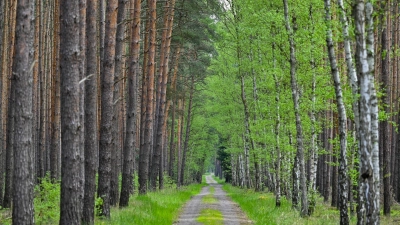 Wo Kiefern auf Birken treffen: Diese Allee verläuft im Wald bei Jacobsdorf in Brandenburg. (Archivfoto) (Foto: Patrick Pleul/dpa)