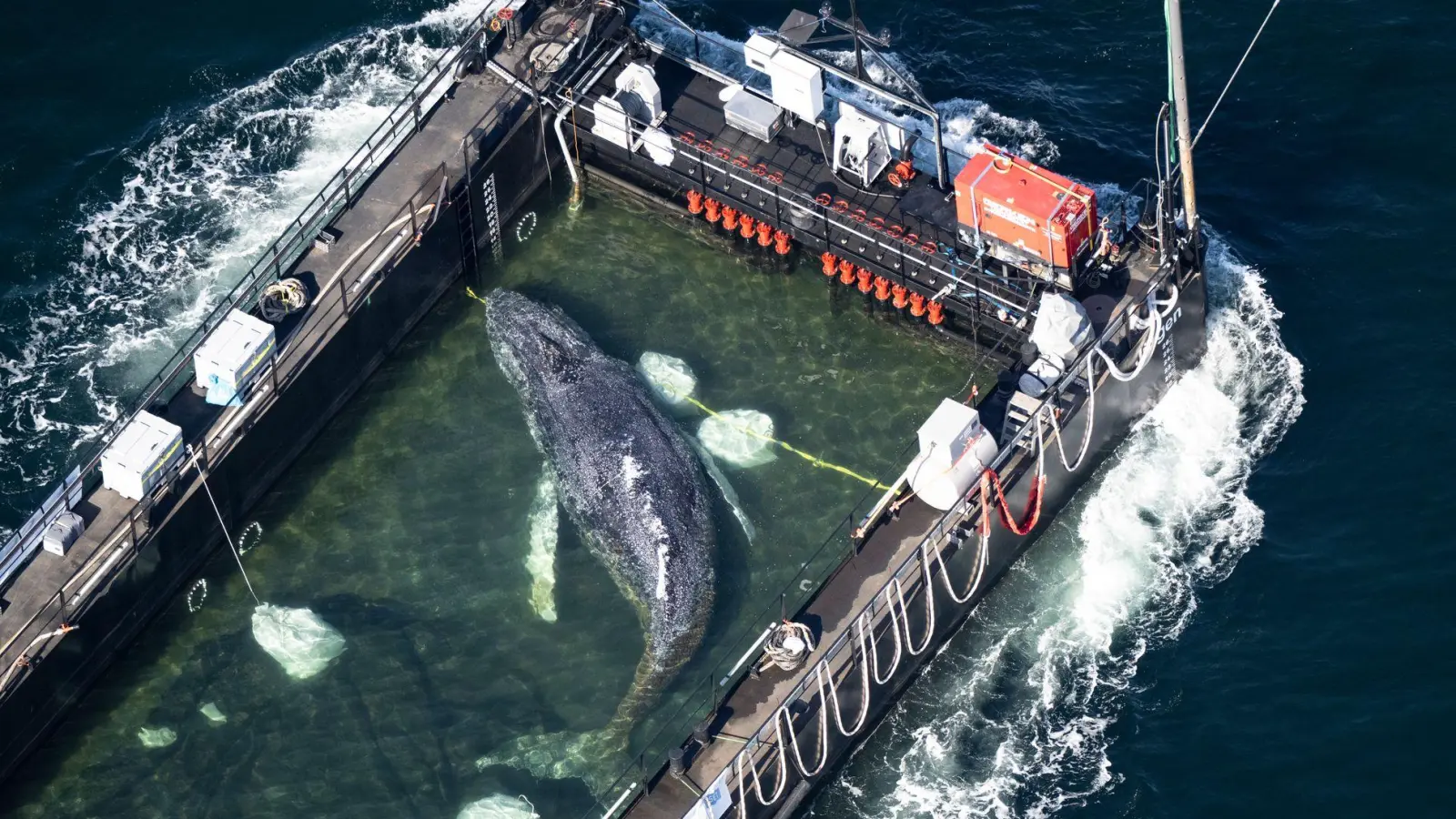 Klar ist bisher nur: Im Meer ist er wieder, der Wal. (Foto: Philip Dulian/dpa)