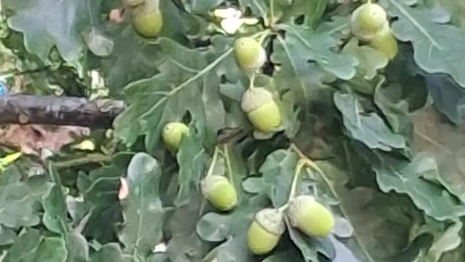 Die Jäger sprechen von einem guten Mastjahr, wenn viele Eicheln an den Bäumen hängen. (Foto: Fritz Arnold)