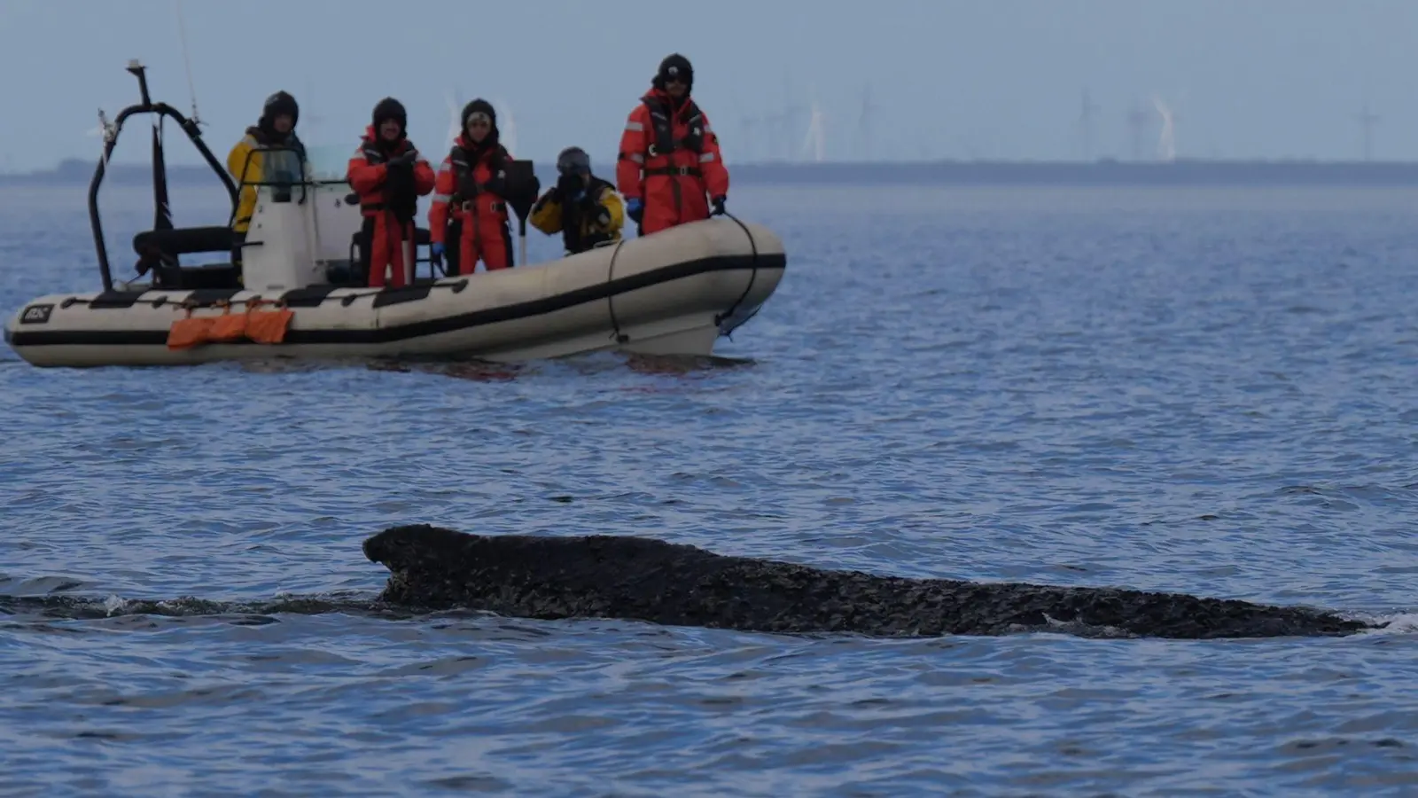 Der Buckelwal befreite sich zunächst von der Sandbank vor Timmendorfer Strand und schwamm durch die Ostsee. Nun liegt er wieder fest.  (Foto: Marcus Brandt/dpa)