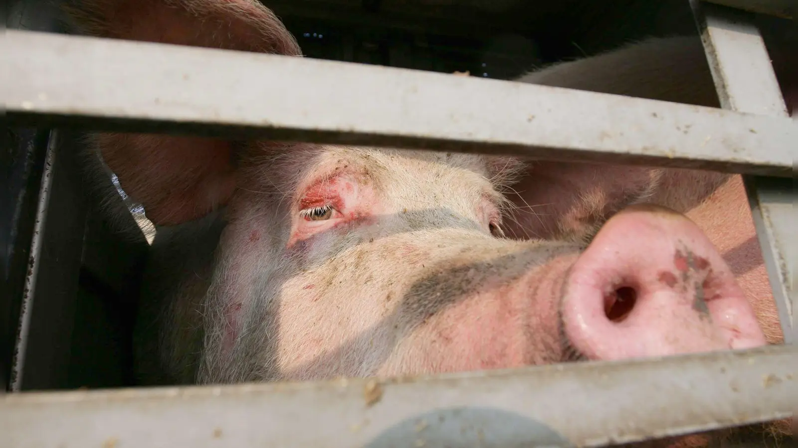 25 Schweine kamen bei dem Unfall ums Leben. (Symbolbild) (Foto: Peter Steffen/dpa)