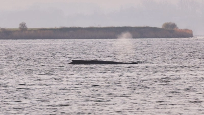 Um den Buckelwal herum ist eine Sperrzone eingerichtet worden. (Foto: Marcus Golejewski/dpa)