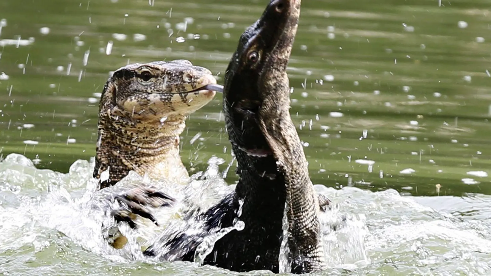 Bindenwarane halten sich besonders gern im Wasser auf. (Archivbild) (Foto: picture alliance / dpa)