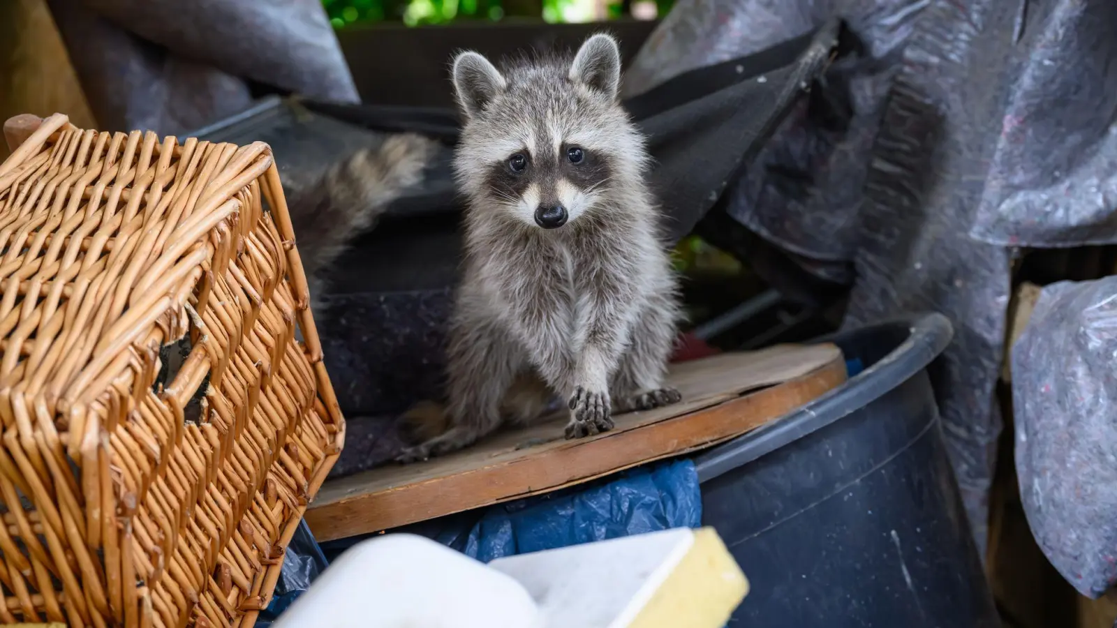 Waschbären sind clever: Sie nutzen menschliche Siedlungen als Nahrungsquelle und Schlafplatz. (Foto: Patrick Pleul/dpa)