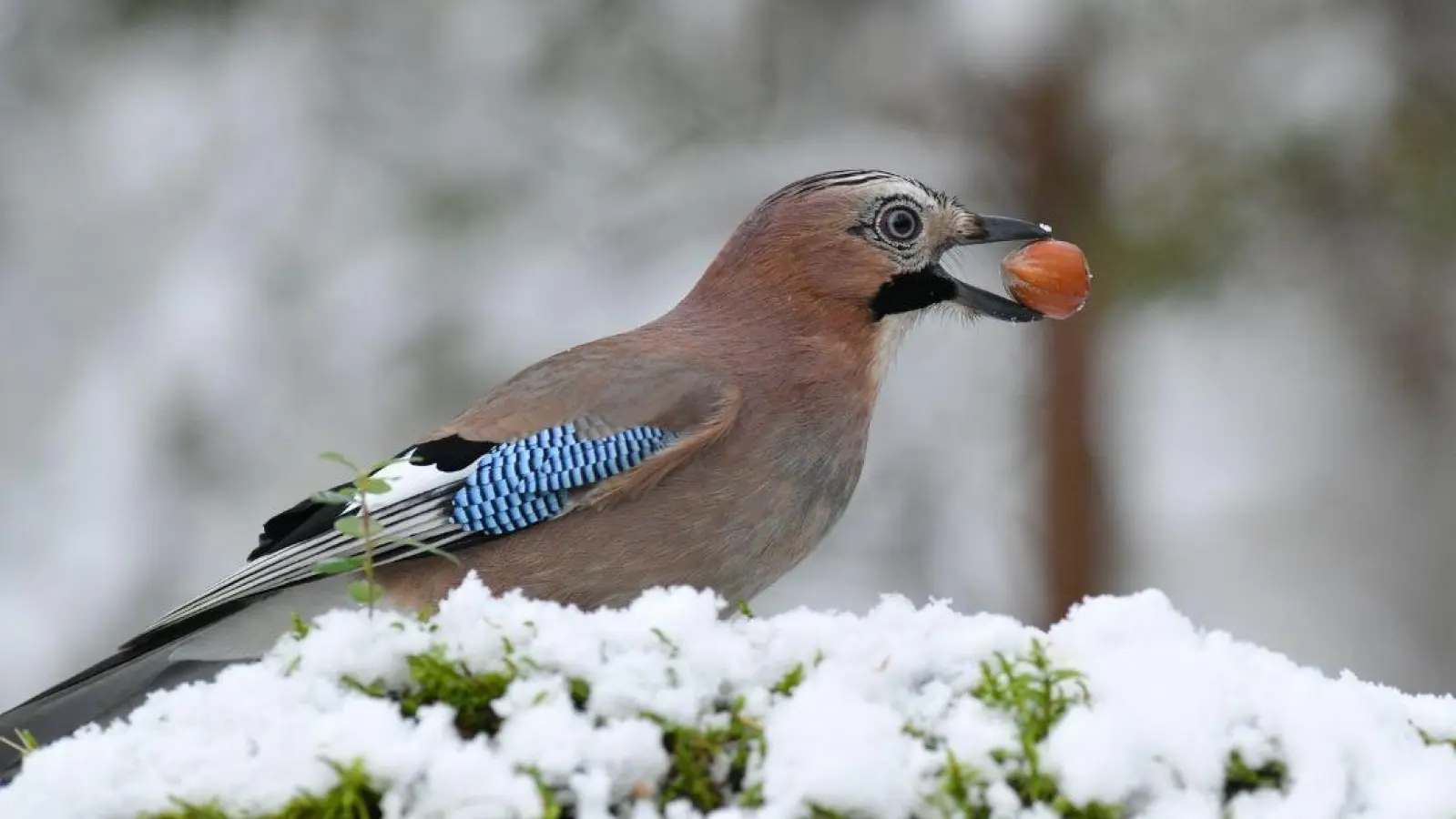 Der Eichelhaeher legt im Winter Futternester an.  (Foto: Olaf Broders, LBV Bildarchiv)