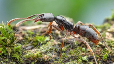 Die Insekten werden von der Europäischen Union als besonders problematisch eingestuft.(Handout) (Foto: Aron Bellersheim/Senckenberg Gesellschaft/dpa)