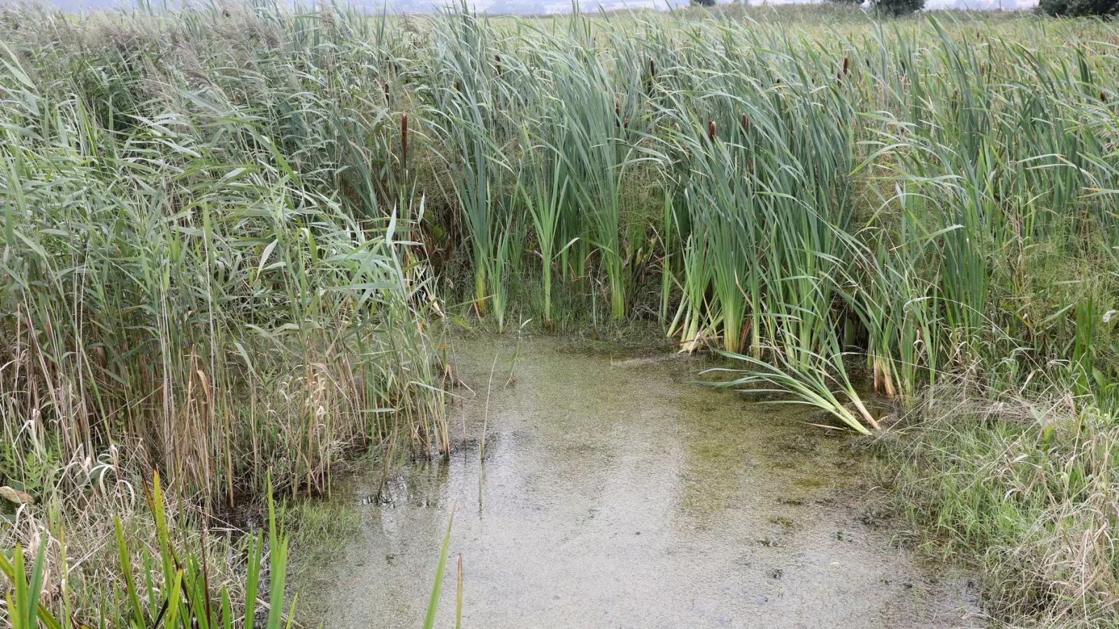Bayerns Moore sollen wieder nässer werden. Auch sogenannte Paludikulturen, das heißt Pflanzen wie Schilf, lassen sich wirtschaftlich nutzen. (Foto: Bernd Wüstneck/dpa-Zentralbild/dpa)