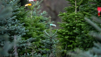 Bisher sind die Anbauer mit dem Wetter zufrieden. (Archivbild) (Foto: Pia Bayer/dpa)
