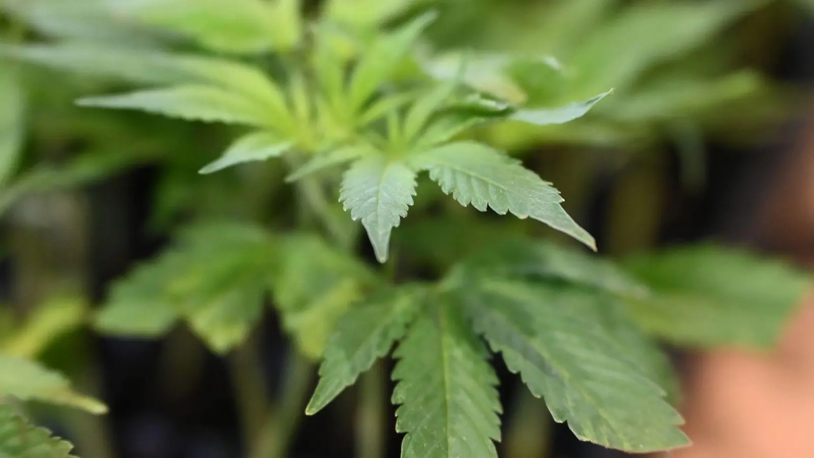 Die Ermittler entdeckten Marihuana. (Symbolbild) (Foto: Michael Brandt/dpa)