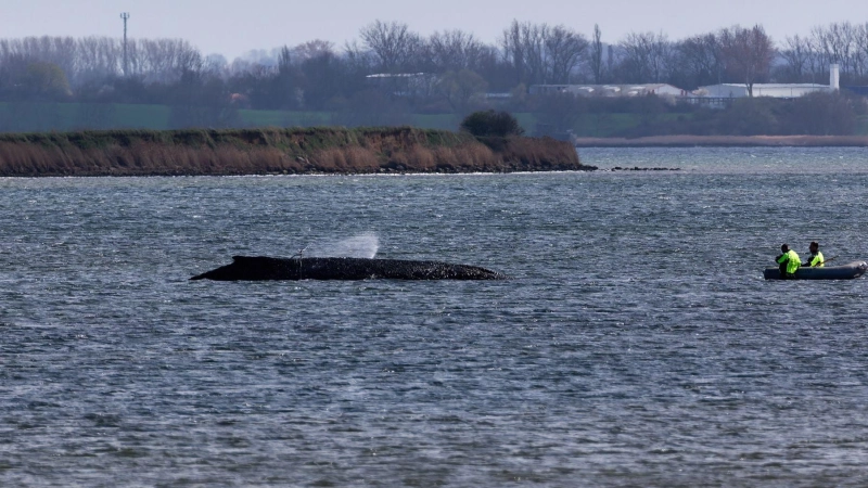 Einsatzkräfte der Feuerwehr benetzen den Rücken des Wals, der aus dem Wasser ragt. (Foto: Marcus Golejewski/dpa)