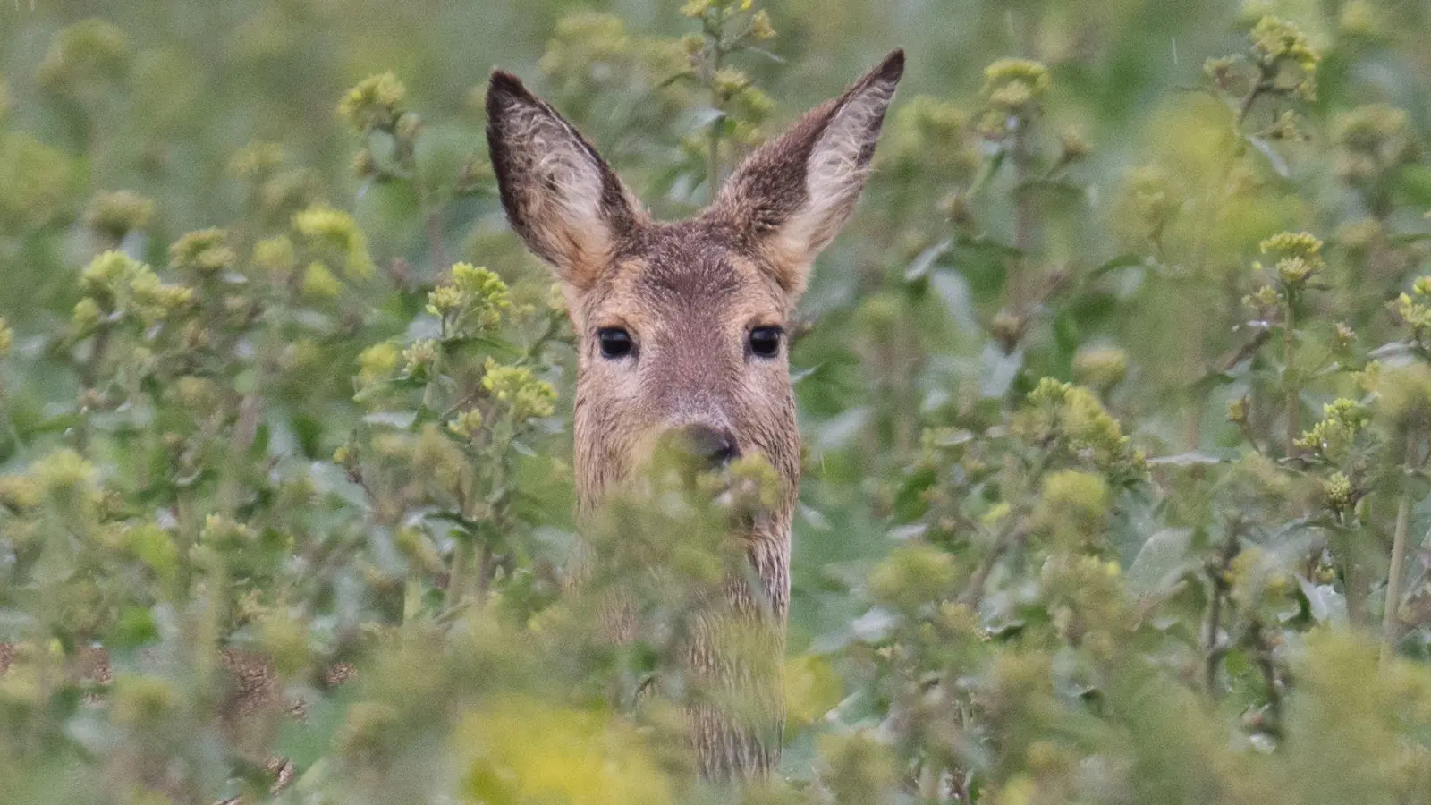 Zwei Tiere verendeten Mitte bis Ende Mai im Stadler Wald. (Symbolbild: Boris Roessler/dpa)