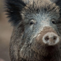 Ein Wildschwein hat in Nürnberg einen Polizeieinsatz ausgelöst. (Symbolbild) (Foto: Lino Mirgeler/dpa)
