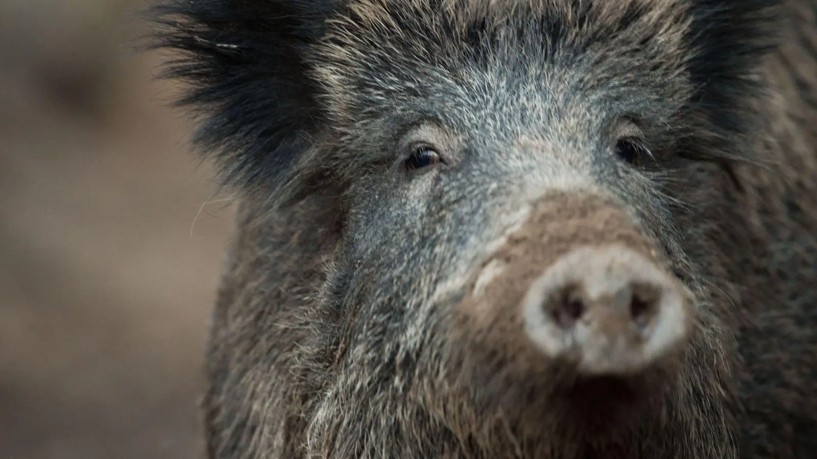 Ein Wildschwein hat in Nürnberg einen Polizeieinsatz ausgelöst. (Symbolbild) (Foto: Lino Mirgeler/dpa)