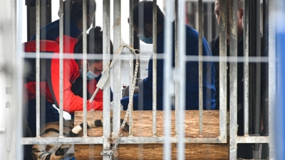 Die Behörden transportierten sechs der acht Tiger ab.  (Foto: Heiko Rebsch/dpa)