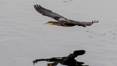 In den vergangenen Jahren wurden mehr Kormorane abgeschossen. (Archivbild) (Foto: Felix Kästle/dpa)