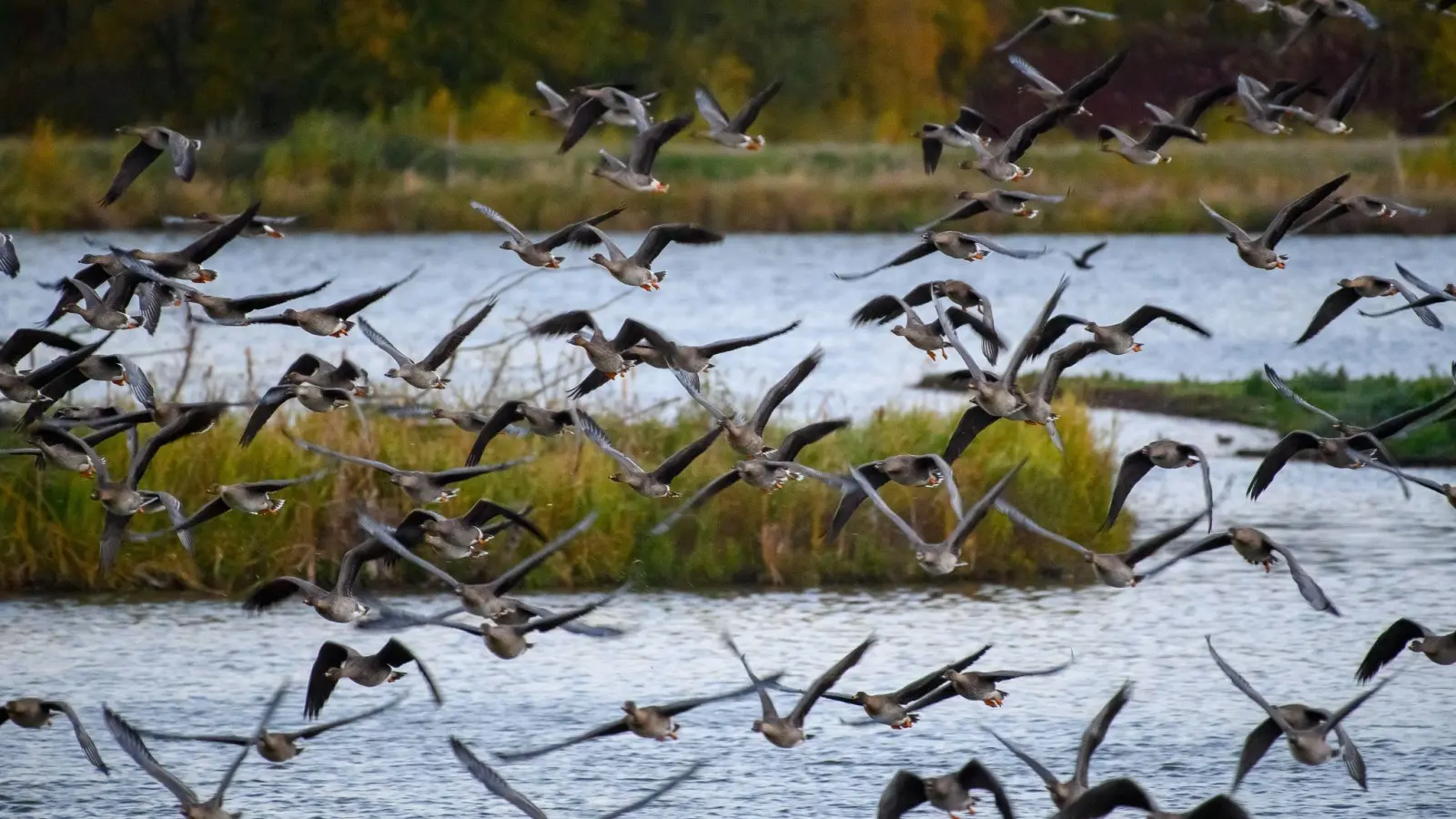 Der Drömling zwischen den Bundesländern Sachsen-Anhalt und Niedersachsen ist ein Unesco-Biosphärenreservat. (Foto: Klaus-Dietmar Gabbert/dpa)