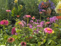 Ein prächtiger Sommergarten - gesehen in Rothenburg (Foto: Rosi Pöbel)