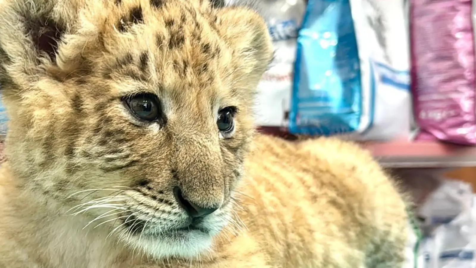 Das seltene Hybrid Liger - eine Kreuzung aus Löwe und Tiger - wurde Mitte Mai 2025 im Zoo von Zaharesti, nahe der Stadt Suceava, im Nordosten Rumäniens geboren. (Foto: Cosmin Romega/dpa)
