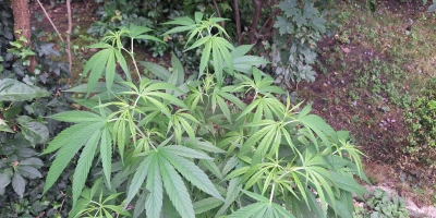 Wer Cannabis über einen Verein anbauen will, muss viele Vorgaben erfüllen. (Foto: Daniela Ramsauer)