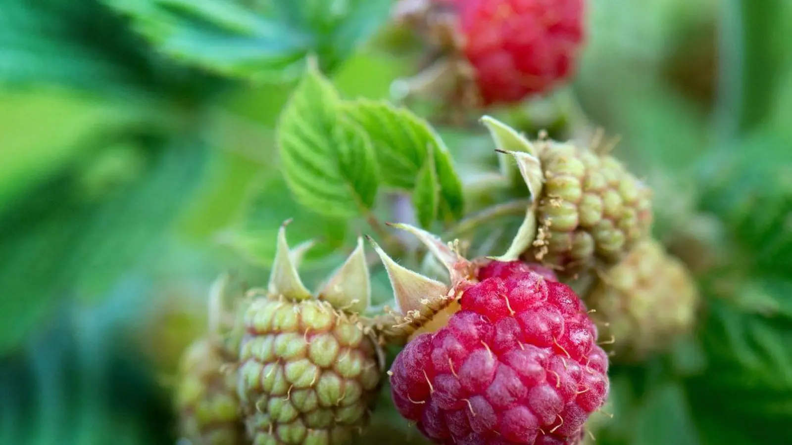 Himbeeren wachsen wild im Wald. Schatten macht ihnen deshalb nichts aus. (Foto: Arno Burgi/dpa-Zentralbild/dpa-tmn)