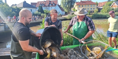 Abfischen am Klosterweiher in Heilsbronn: In Bottichen werden die Karpfen gewaschen. (Foto: Daniela Ramsauer)