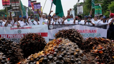 Die EU erkennt Biodiesel aus Palmöl bald nicht mehr als nachhaltig an. (Archivbild)  (Foto: Tatan Syuflana/AP/dpa)