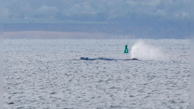 Der Buckelwal ist am frühen Morgen bei steigendem Wasserstand plötzlich von selbst losgeschwommen. Nach rund zwei Stunden stoppte er aber wieder. Am Abend war er wieder in Bewegung - und lag danach wieder ruhig im flachen Wasser. (Foto: Jens Büttner/dpa)