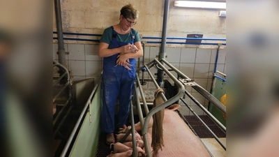 Ihr Leben richtet Petra Müller seit vielen Jahren nach dem Rhythmus der Ferkel aus. Früher hätte sie sich das nicht vorstellen können. (Foto: Lisa Müller)