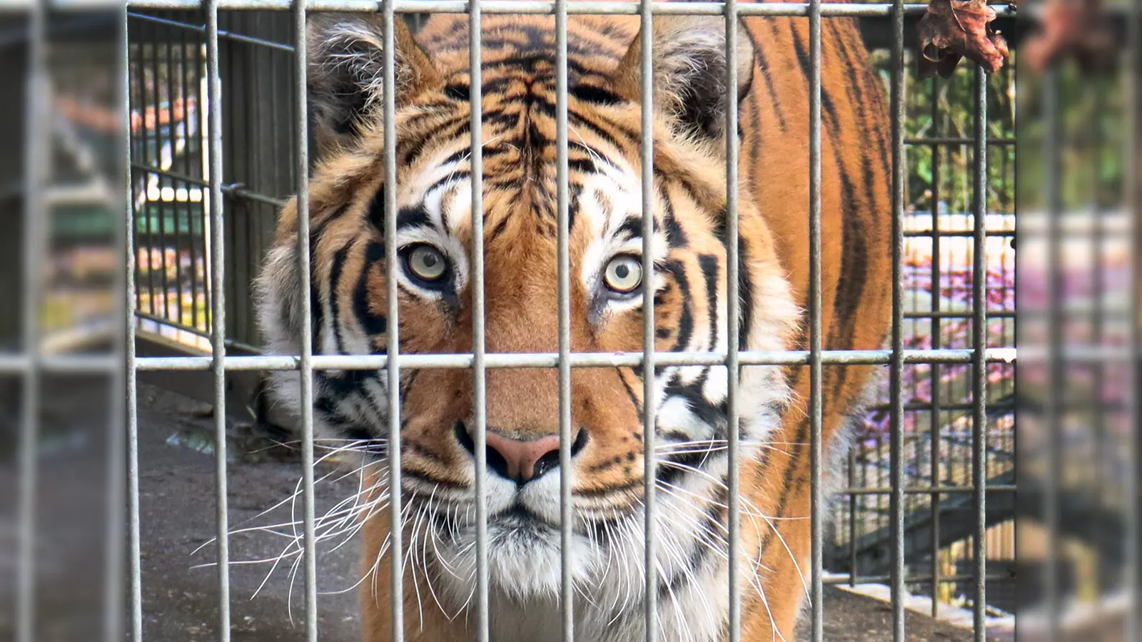 Tiger Boris ist der letzte verbliebene Großkatze im Exotenasyl und immer noch der Anziehungspunkt schlechthin. (Foto: Antonia Müller)