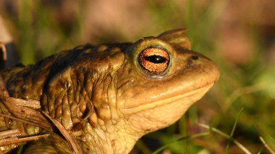 Um sich zu paaren, laufen Erdkröten (im Bild) und andere Amphibien im Frühling von ihrem Winterquartier genau zu dem Gewässer, in dem sie selbst zur Welt gekommen sind. (Foto: Michael Hauer)