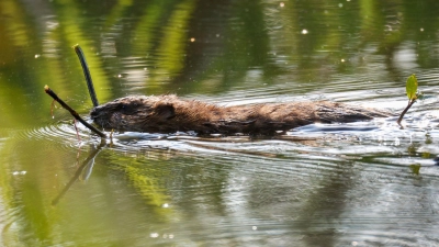 Nach Einschätzung der Beamten wurden die beiden Biber im Laufe der vergangenen Woche getötet. (Symbolbild) (Foto: Thomas Warnack/dpa)